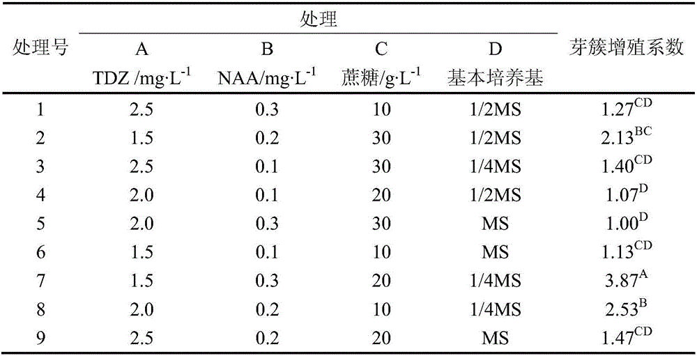 Method for inducing proliferation of bud cluster of protocorm of cremastra appendiculata