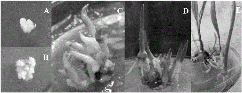 Method for inducing proliferation of bud cluster of protocorm of cremastra appendiculata