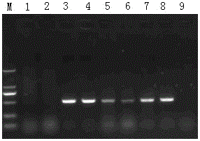 A strain of porcine epidemic diarrhea virus and its culture method and application