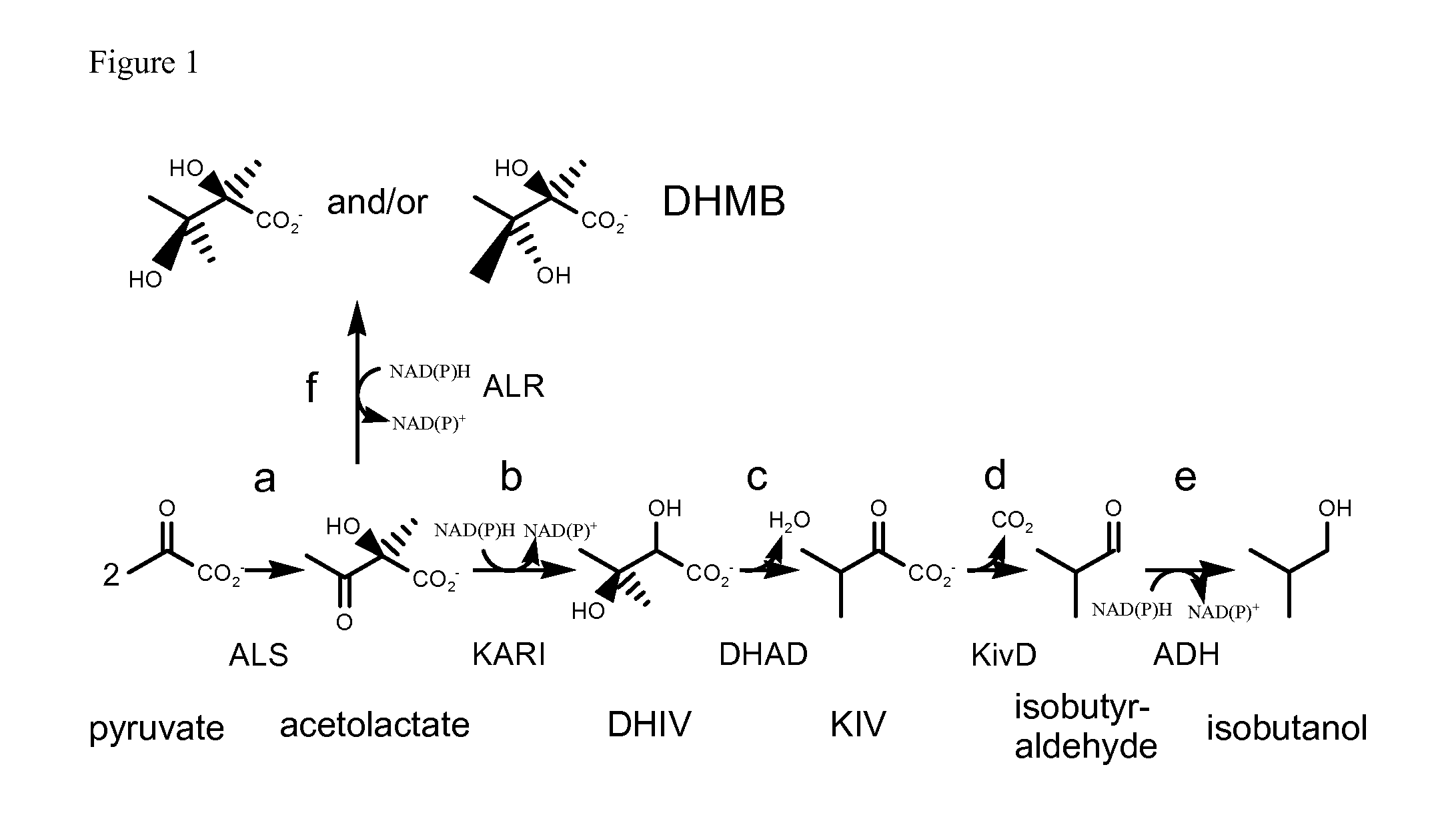 Reduction of 2,3-dihydroxy-2-methyl butyrate (DHMB) in butanol production