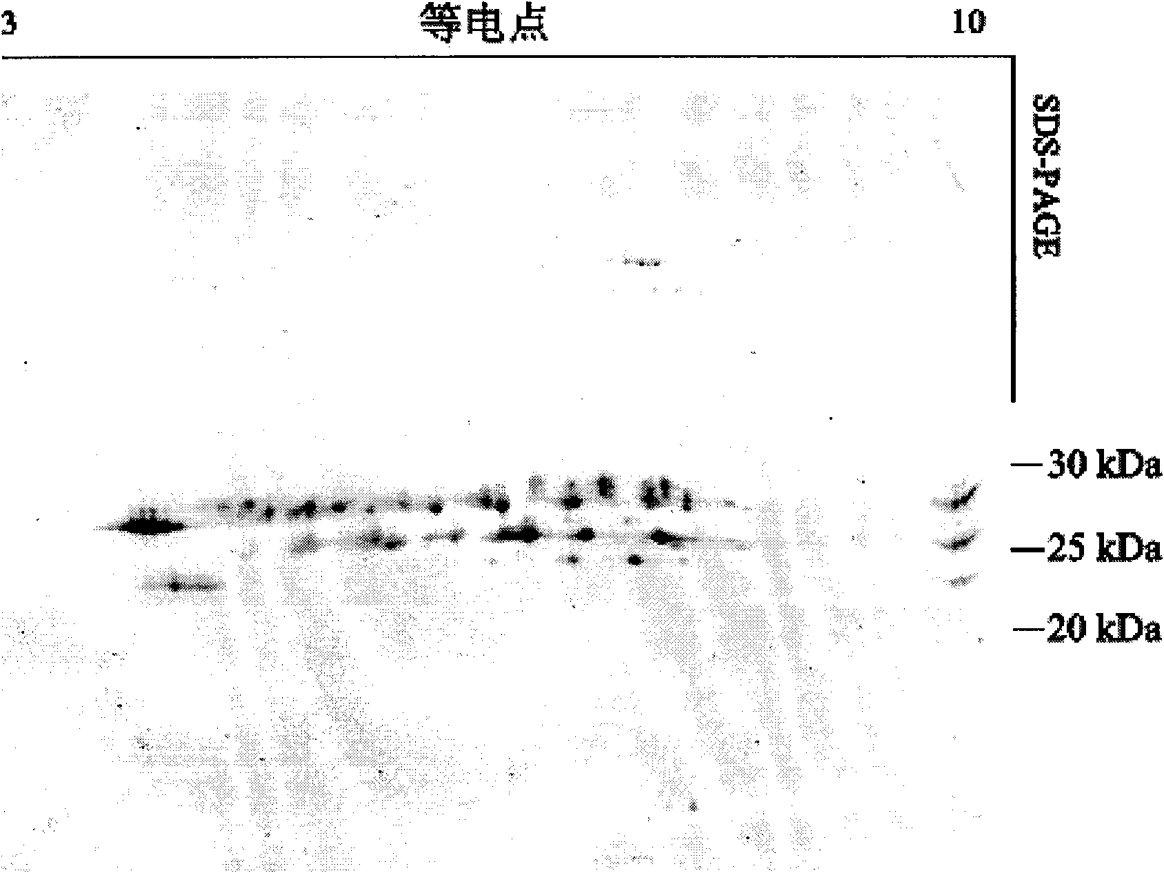 Protein complex or compound three-dimensional gel electrophoresis separating method