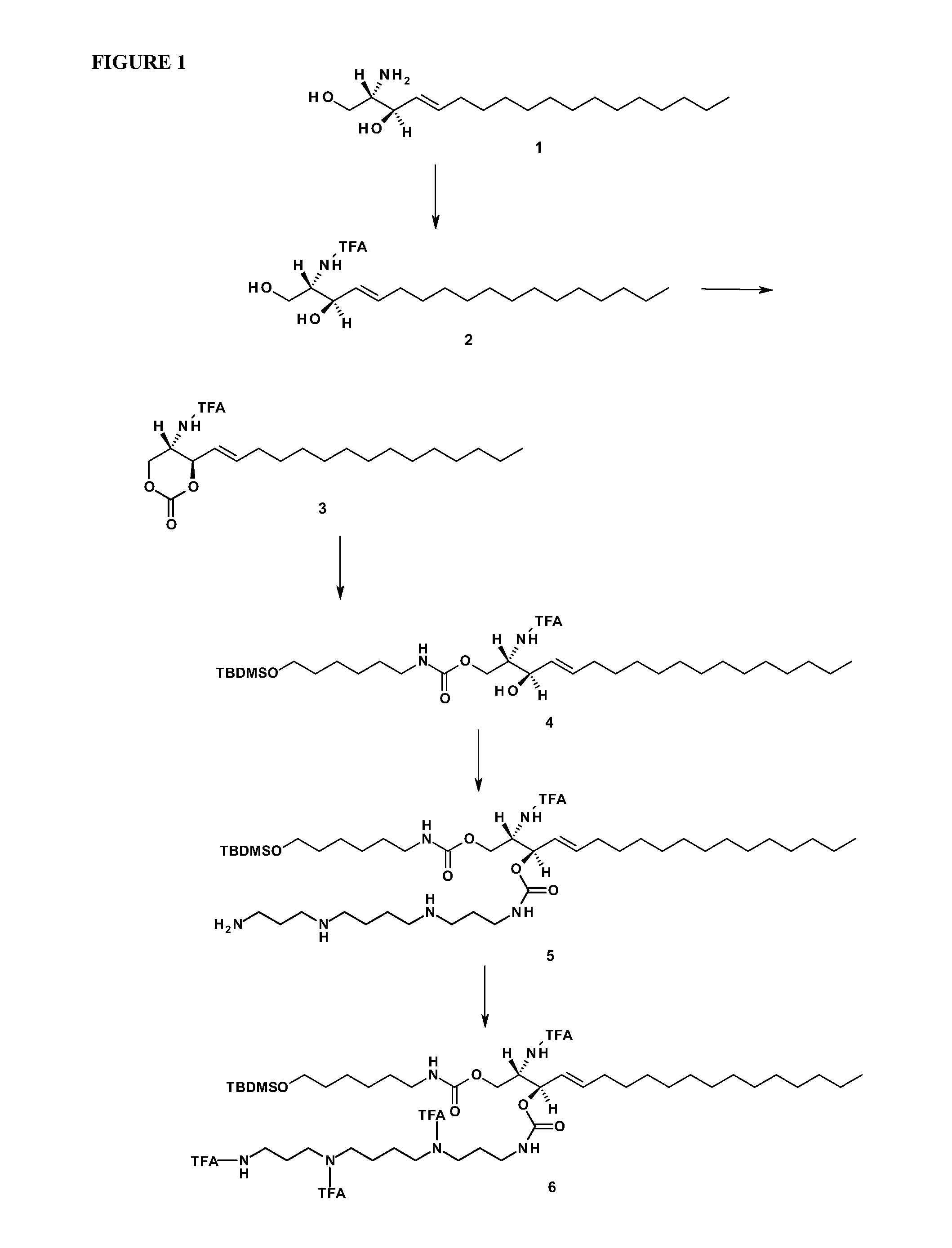 Sphingolipid-polyalkylamine-oligonucleotide compounds