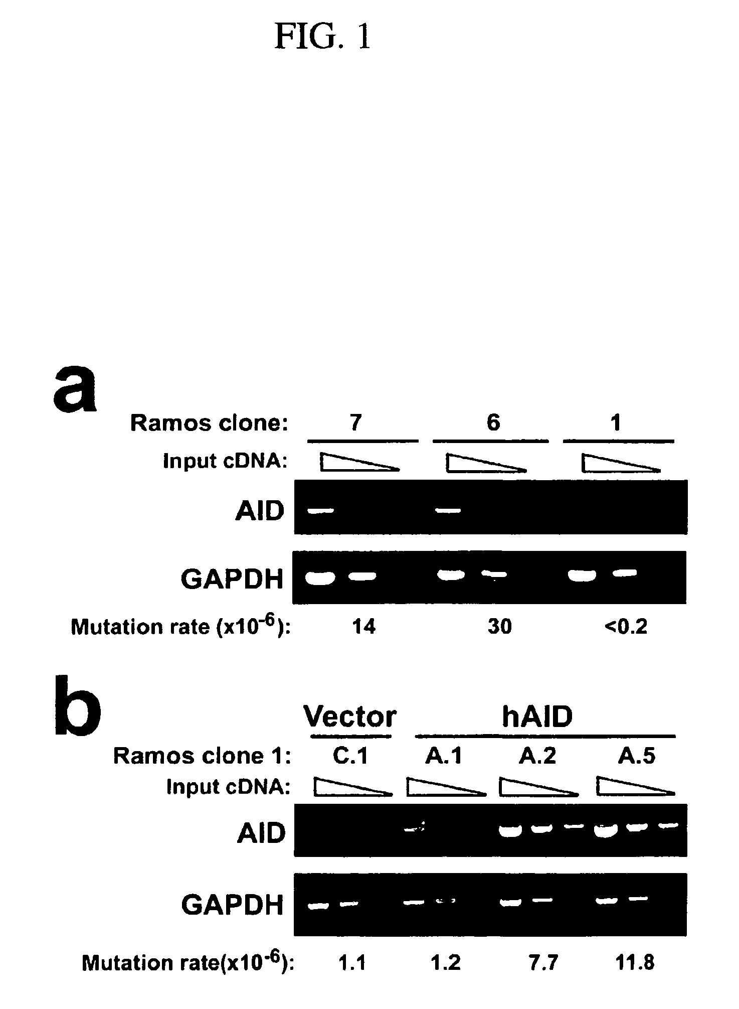Mutations caused by activation-induced cytidine deaminase