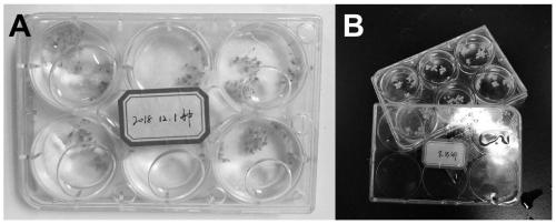 Microscopic breeding method for aurelia aurita hydranth in laboratory