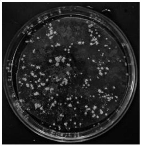 Microscopic breeding method for aurelia aurita hydranth in laboratory