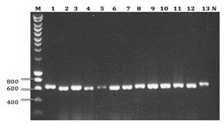 Nano-antibody aiming at SEA (Soluble Egg Antigen), and coding sequence and application thereof