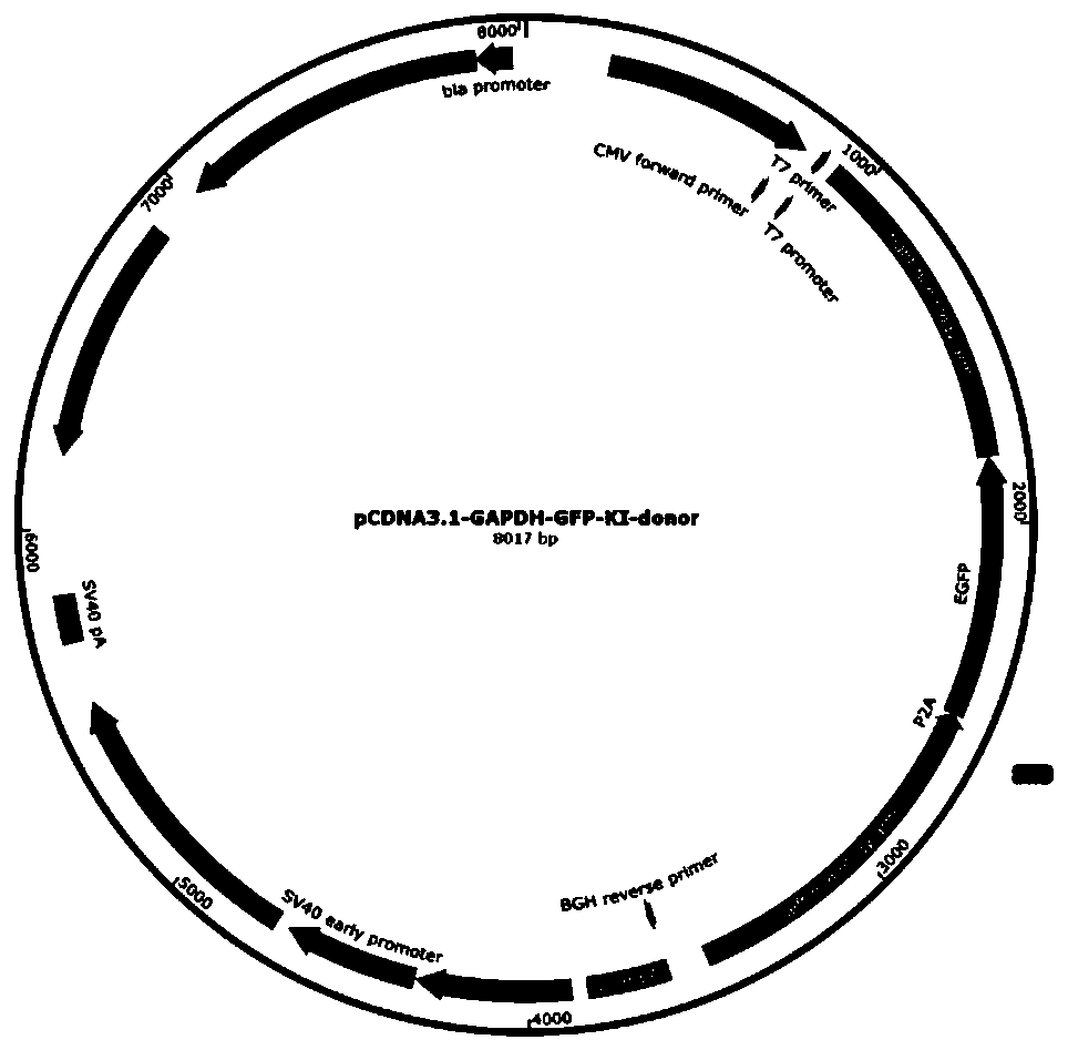 Targeting vector construction method for site-directed integration of exogenous gene into GAPDH gene and its application