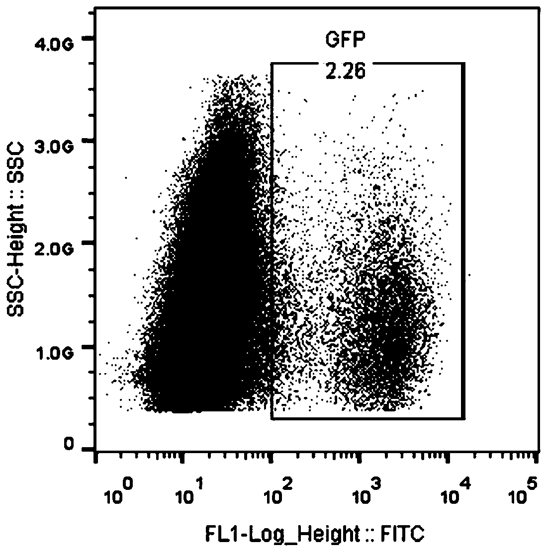 Targeting vector construction method for site-directed integration of exogenous gene into GAPDH gene and its application