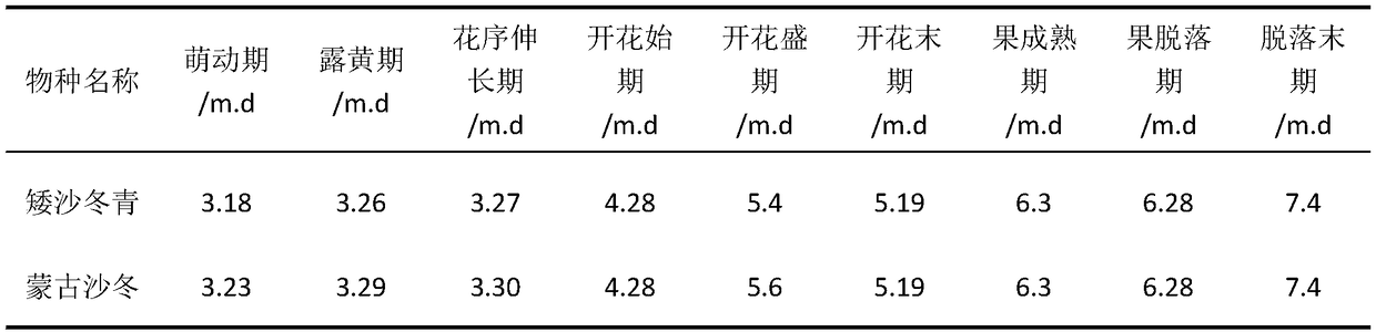 Method for producing seeds of ammopiptanthus nanus for ex-situ conservation in desert region