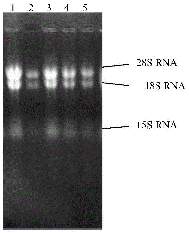 Cordyceps sinensis phospholipase c, coding gene and its application