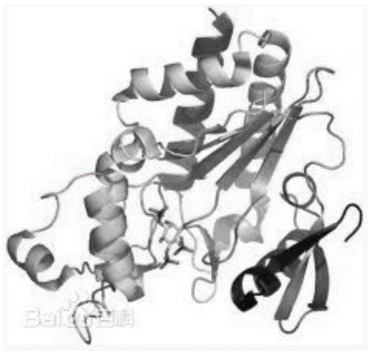 Cordyceps sinensis phospholipase c, coding gene and its application