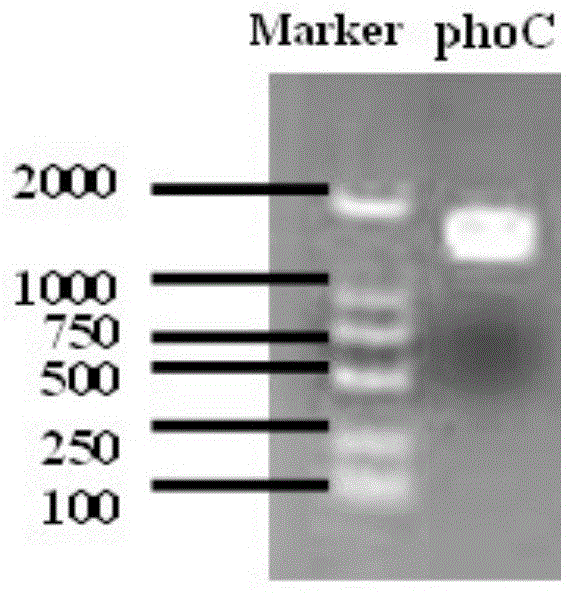 Cordyceps sinensis phospholipase c, coding gene and its application