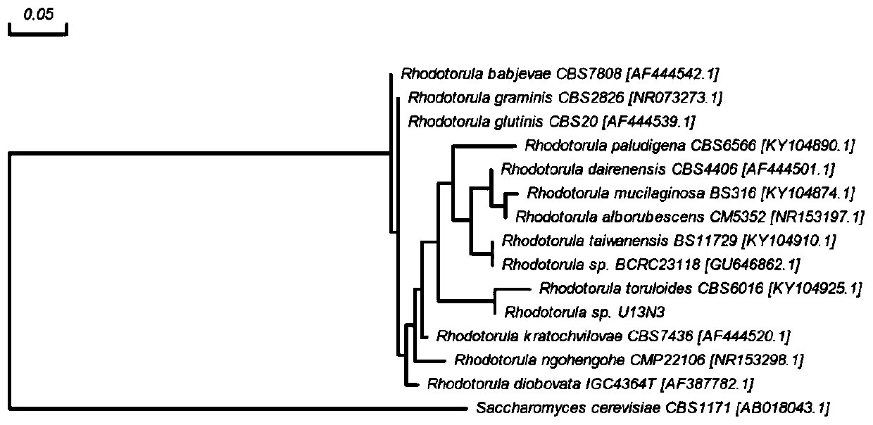 Rhodotorula, culture method thereof and application of rhodotorula in production of biolipid