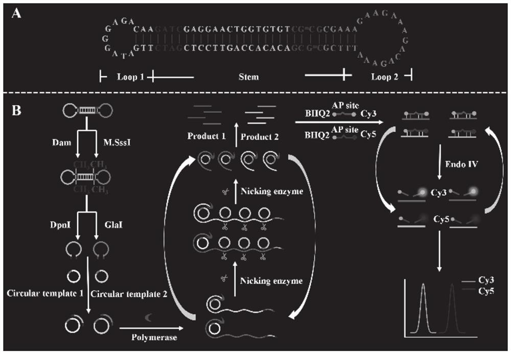 Biosensor for simultaneously detecting multiple methyltransferases of DNA (deoxyribonucleic acid) as well as detection method and application of biosensor