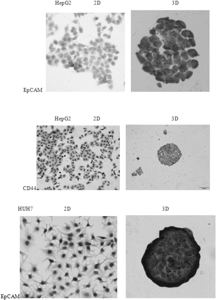 Method for inducing liver cell cells to be transformed into liver cancer stem cells