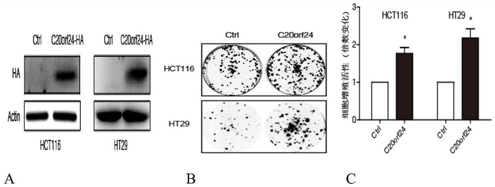 c20orf24 protein deletion mutant and its application