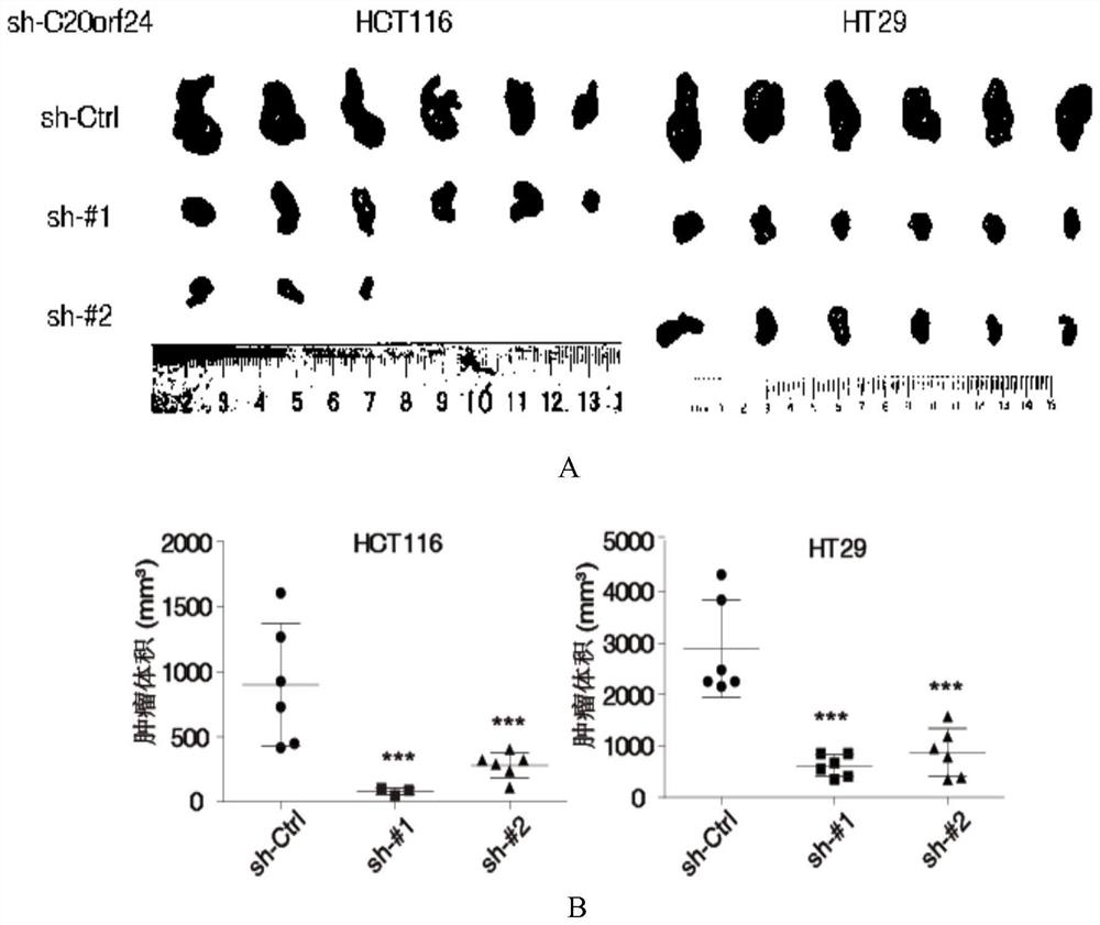 c20orf24 protein deletion mutant and its application