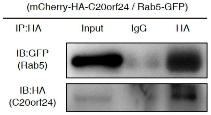 c20orf24 protein deletion mutant and its application