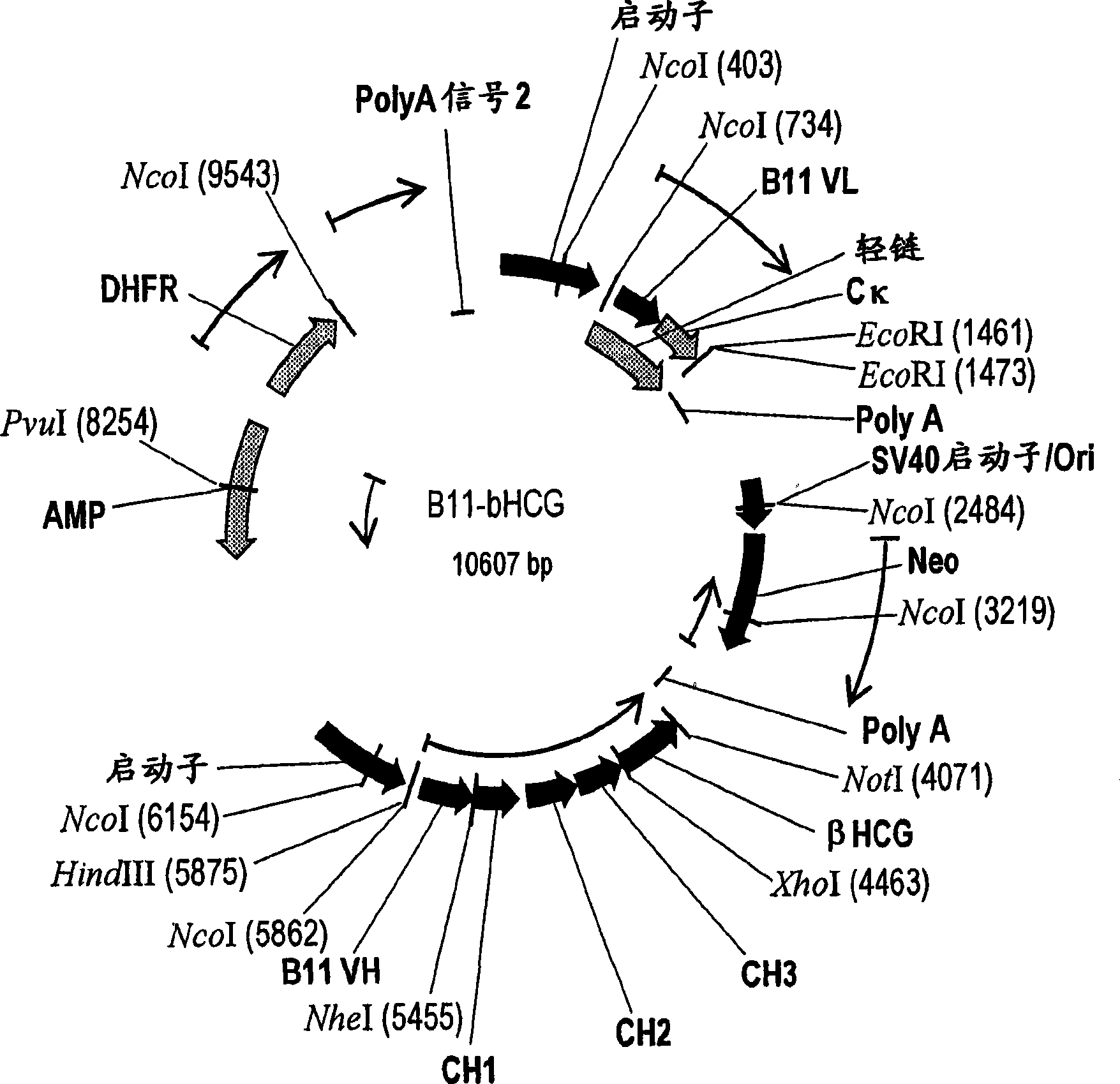 Vaccine conjugate including a human chorionic gonadotropin beta subunit antigen linked to an anti-mannose receptor (mr) antibody