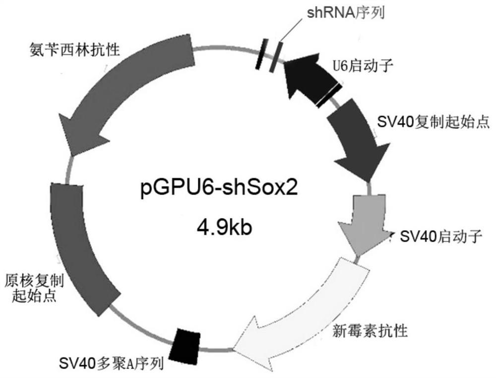 A genetically engineered bacterium that inhibits tumor growth and its construction method and application