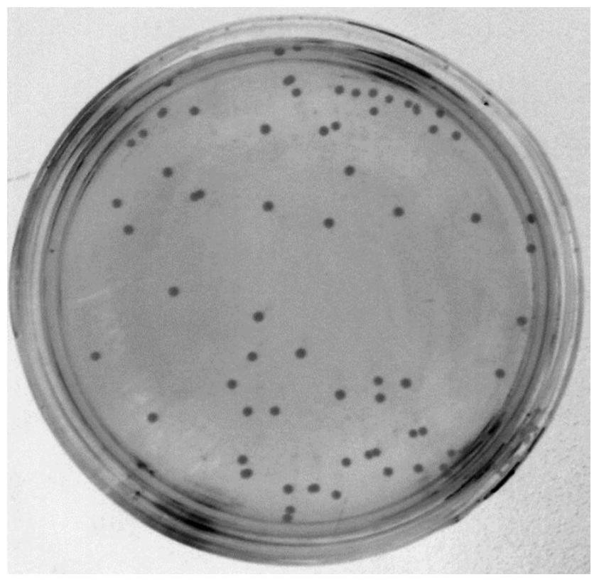 A genetically engineered bacterium that inhibits tumor growth and its construction method and application