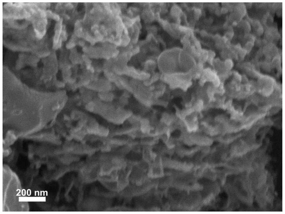 Carbon-based electrocatalyst and preparation method thereof