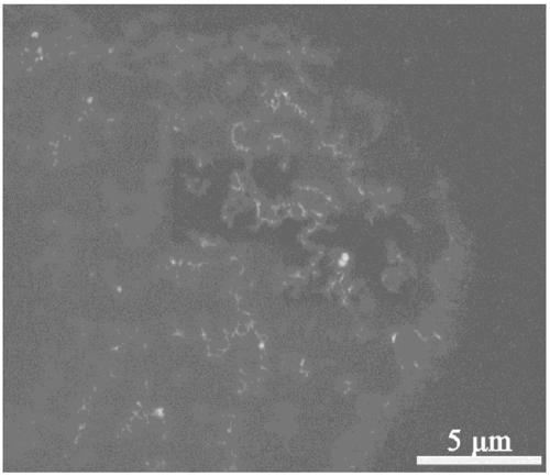 Nanometer laminated boron nitride reinforced carbon fiber sizing agent, and preparation method thereof