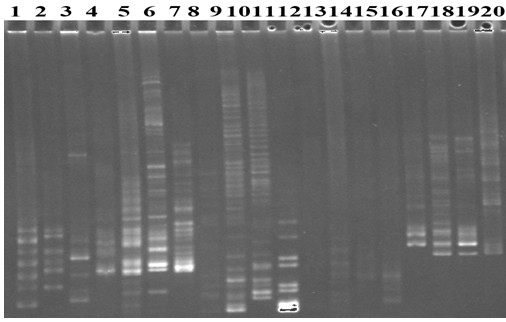 A method and application of genome ssr molecular marker development of sugarcane cultivars