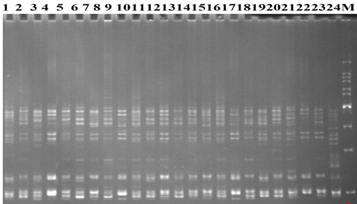 A method and application of genome ssr molecular marker development of sugarcane cultivars