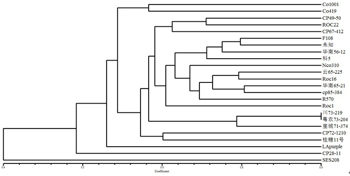 A method and application of genome ssr molecular marker development of sugarcane cultivars