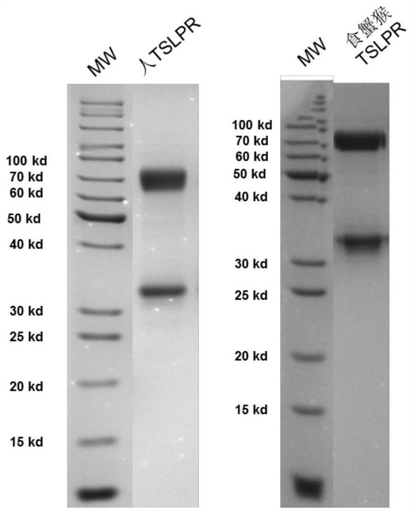 Development and application of a therapeutic agent for TSLP-related disorders