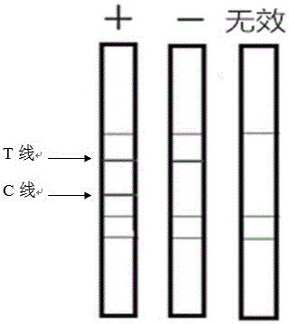 Colloidal gold immunochromatography test paper for detecting canine Echinococcus granulosus infection, and production method thereof