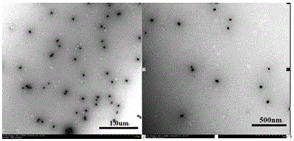 Colloidal gold immunochromatography test paper for detecting canine Echinococcus granulosus infection, and production method thereof