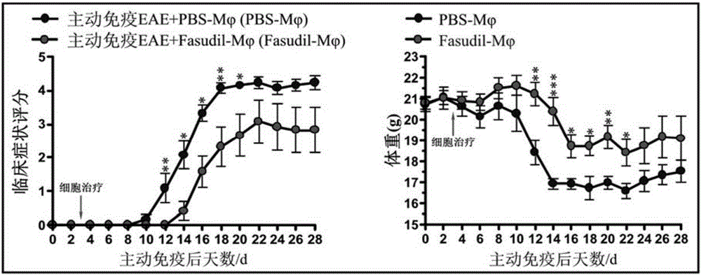 Modification method and application of in-vitro immunocyte preparation