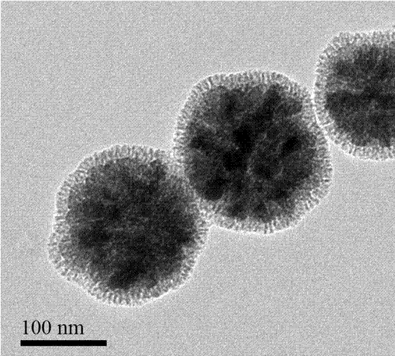 A kind of hydrophilic magnetic mesoporous microsphere and its preparation method and application