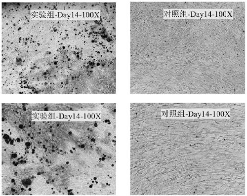 A kind of preparation method of stem cell active factor freeze-dried powder