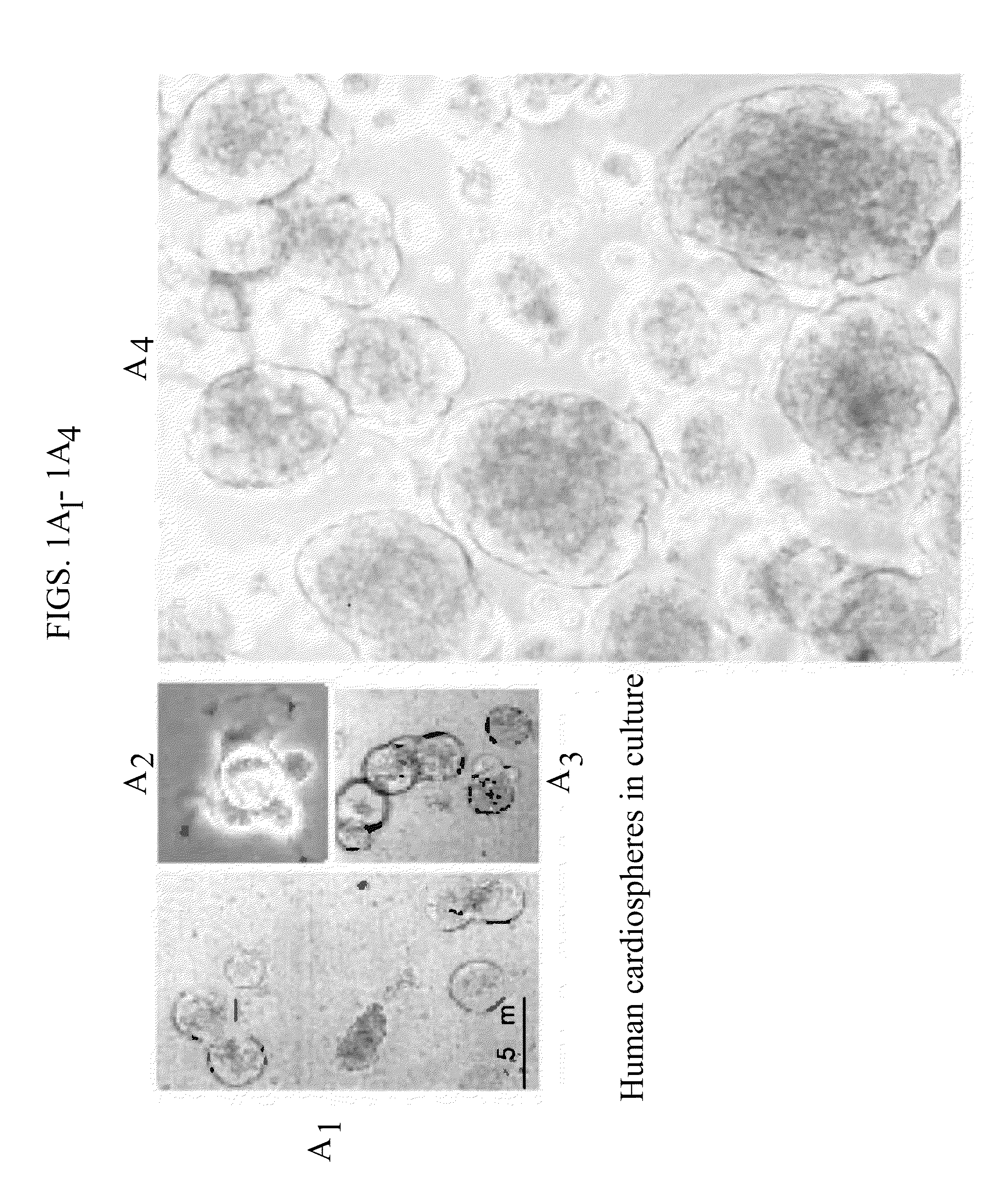 Cardiac stem cells and methods for isolation of same