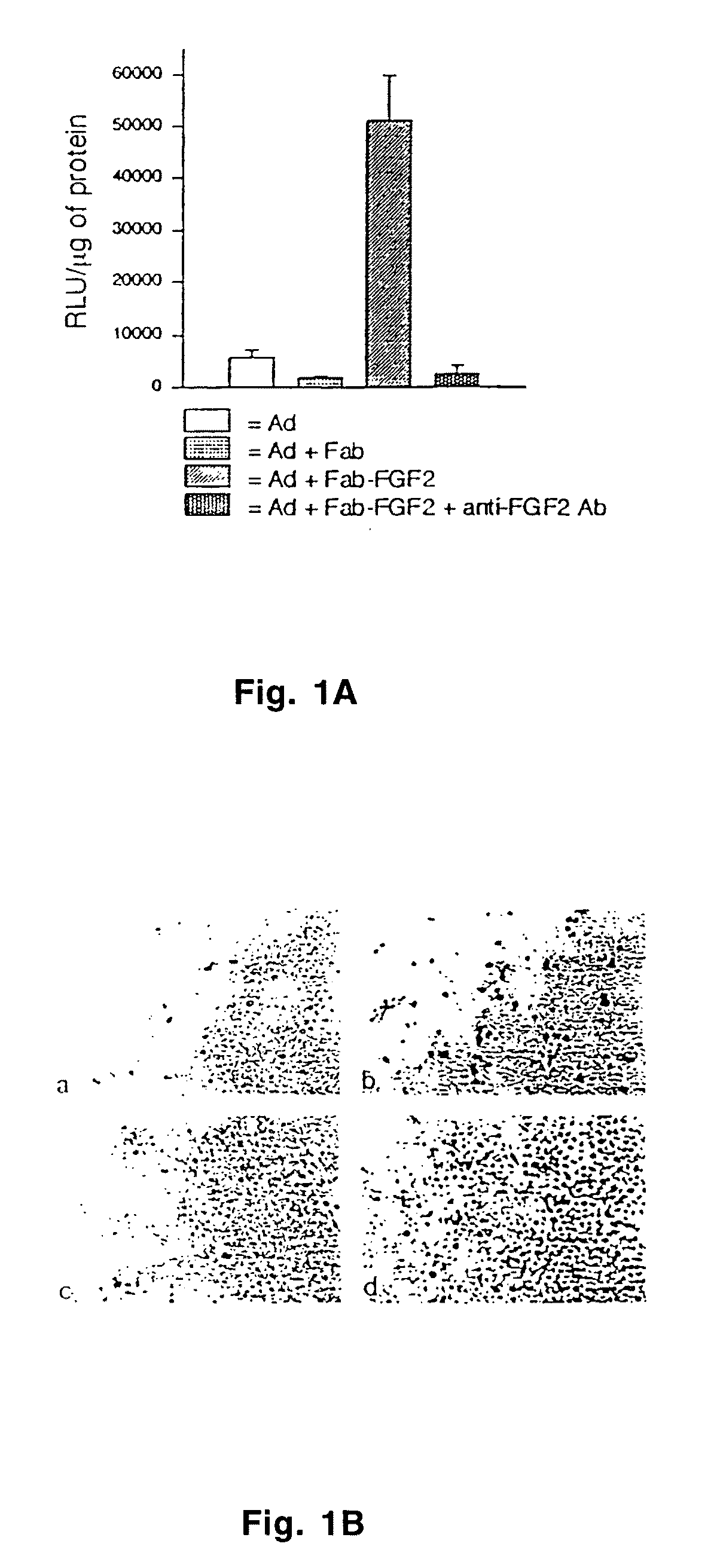 Infectivity-enhanced conditionally-replicative adenovirus and uses thereof