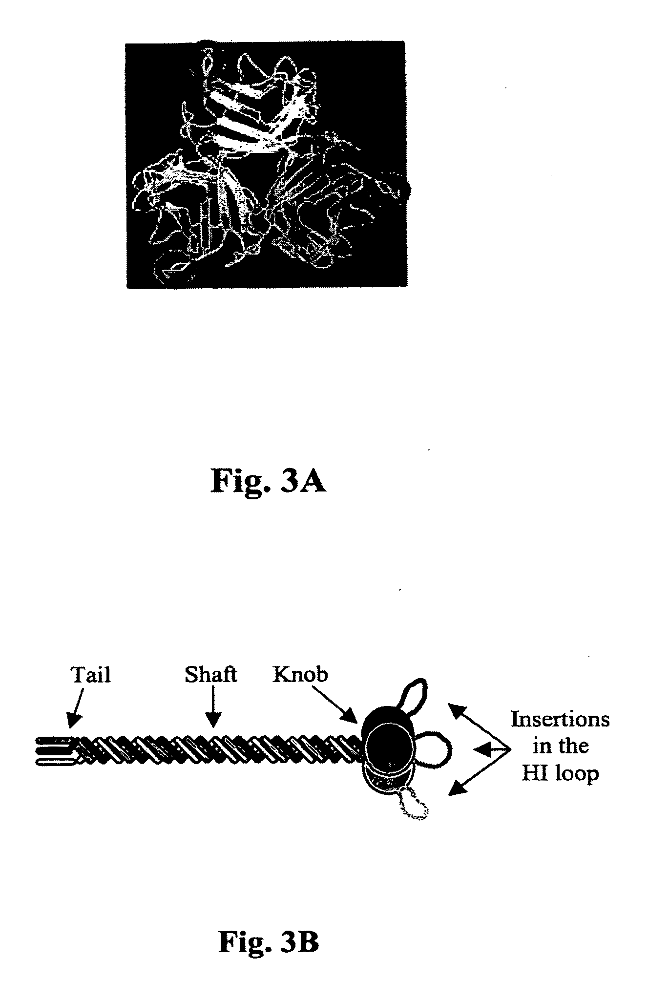 Infectivity-enhanced conditionally-replicative adenovirus and uses thereof