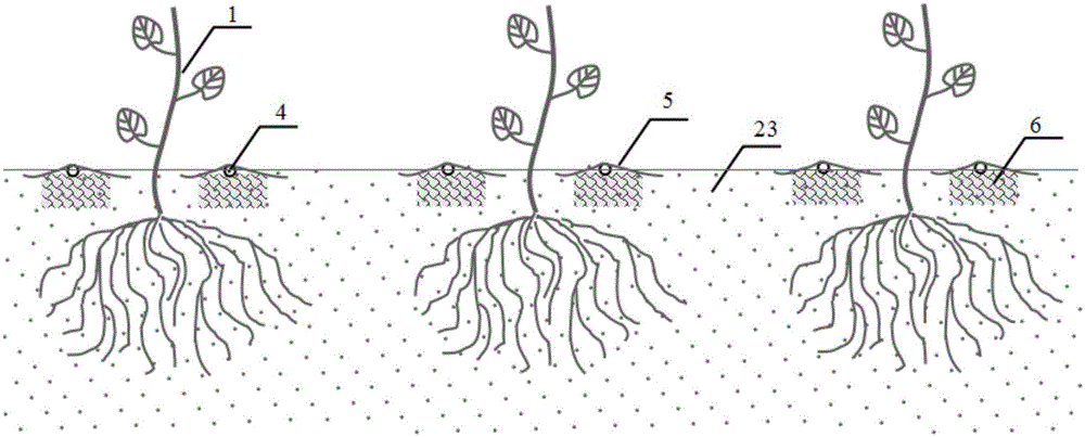 Facility cultivation method for grapes