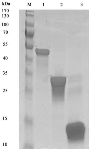 Test strip for detecting novel coronavirus antibody, and preparation method and application of test strip