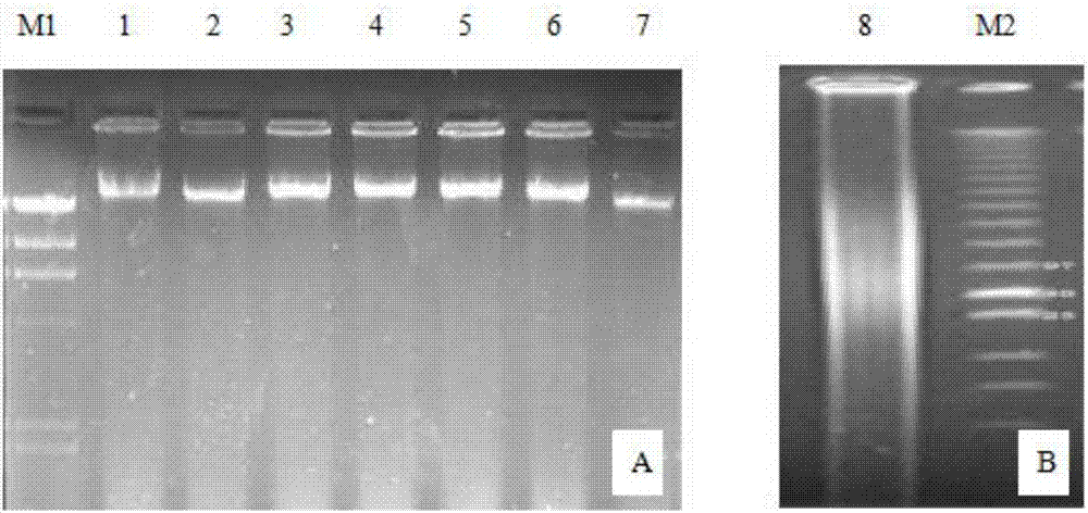 Cloning and sequence analyzing method for active product gene capable of resisting cucurbits fusarium wilt