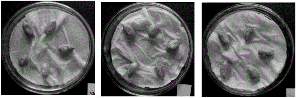 Method for rapidly identifying resistance of peanut varieties to aspergillus flavus