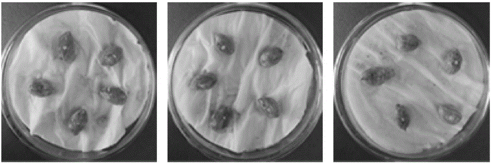 Method for rapidly identifying resistance of peanut varieties to aspergillus flavus