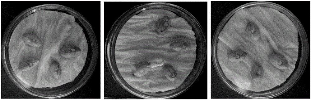 Method for rapidly identifying resistance of peanut varieties to aspergillus flavus