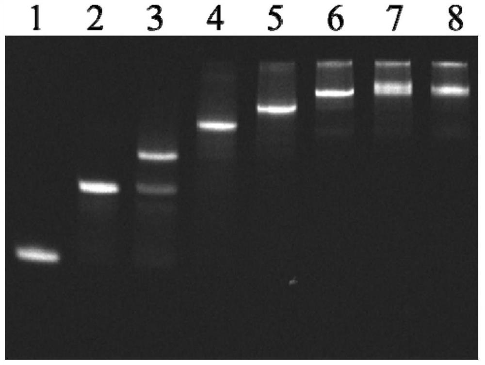 A kind of dna nano controlled release drug delivery molecule that can be used for breast cancer and other tumors and its application