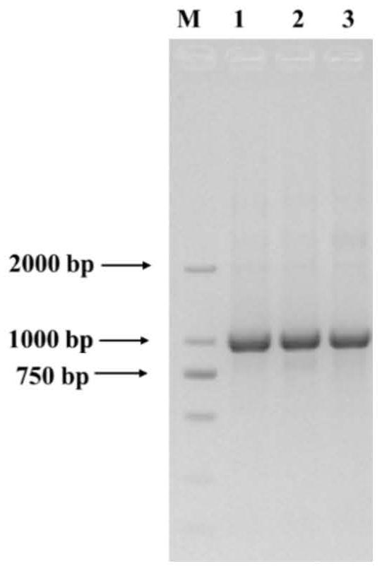 Phyllostachys edulis MYB transcription factor gene PeMYB103A and application thereof