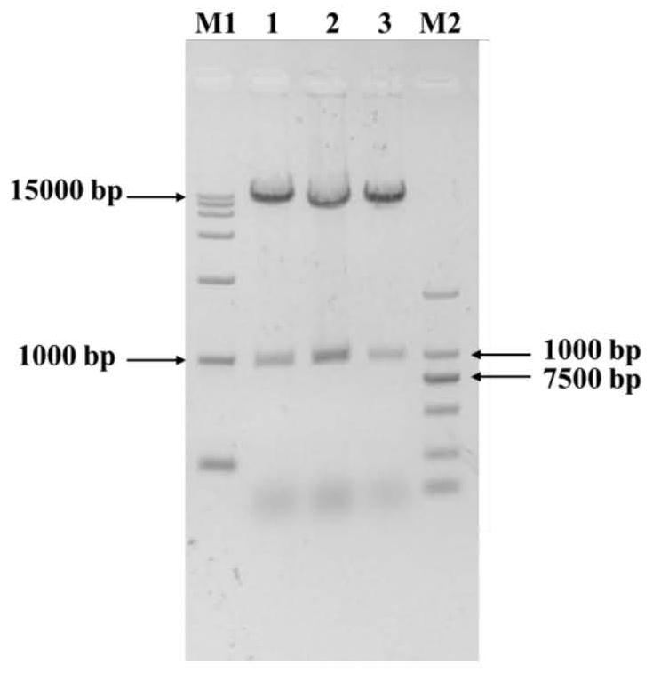 Phyllostachys edulis MYB transcription factor gene PeMYB103A and application thereof