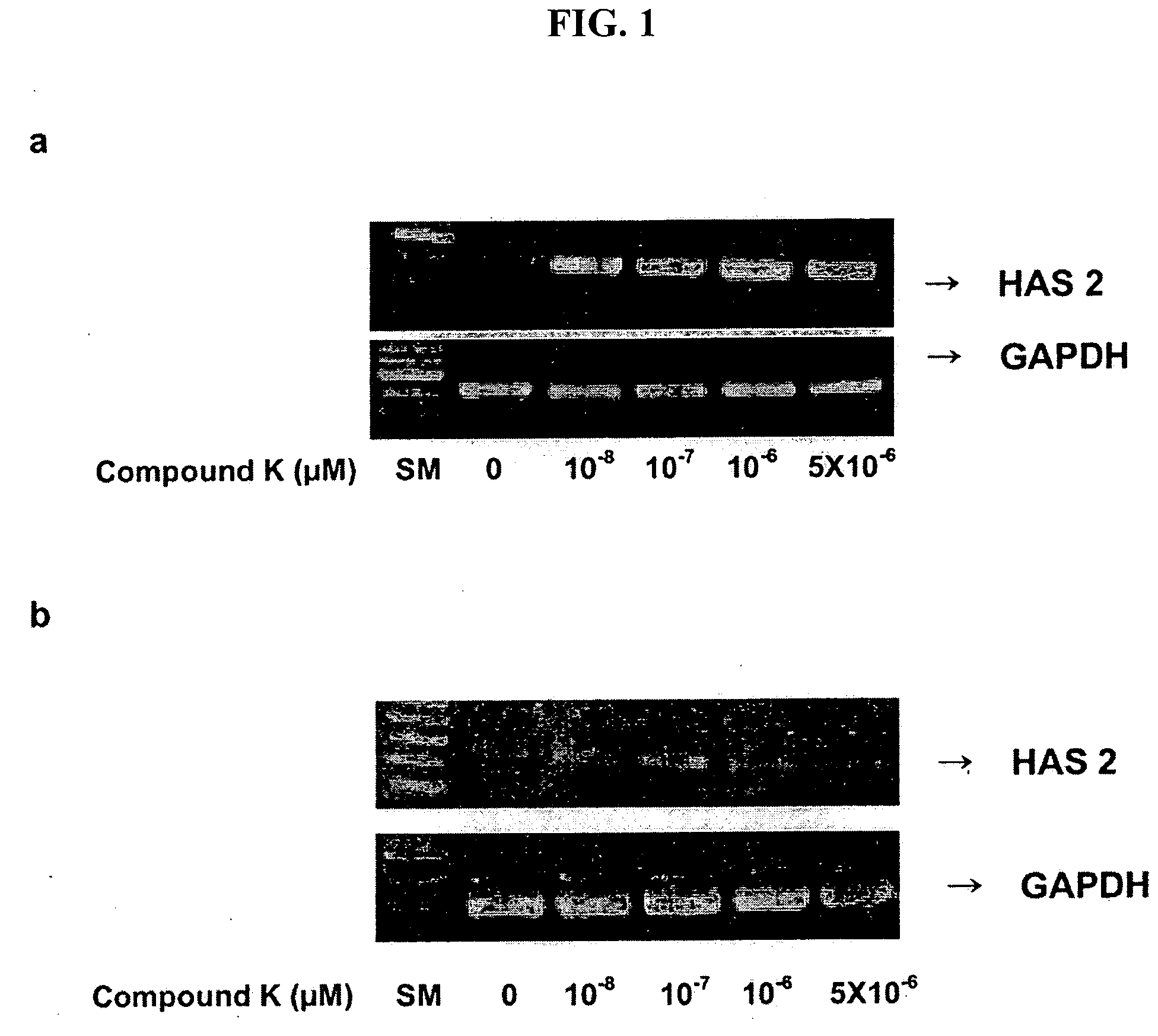 Promoter for the production of hyaluronic acid containing ginsenoside compound k