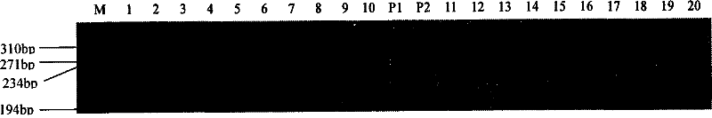 Method for appraising rice fragrance